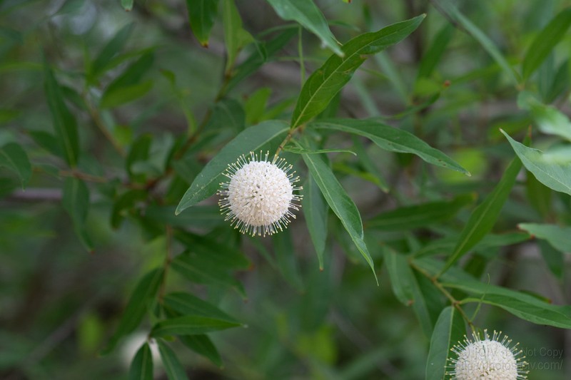 Mexican Buttonbush