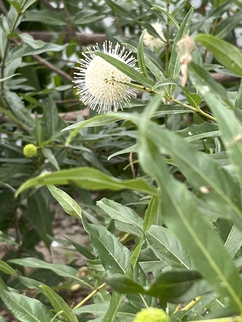 Mexican Buttonbush photo 2