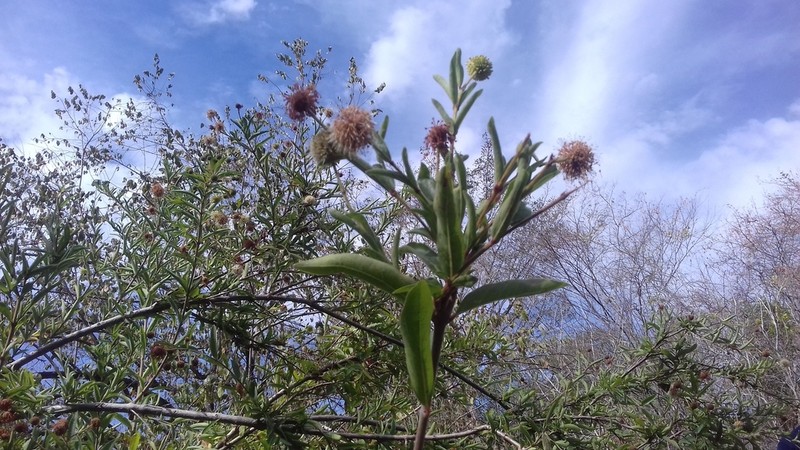 Mexican Buttonbush photo 3
