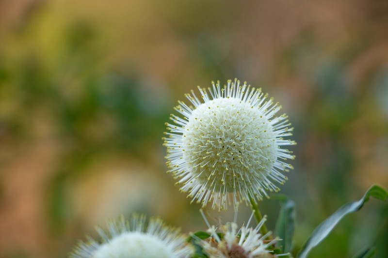 Mexican Buttonbush photo 4