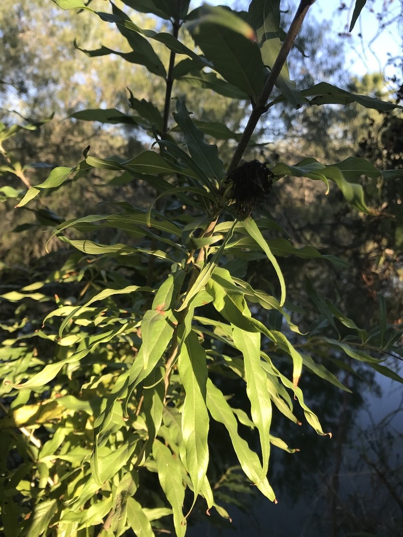 Mexican Buttonbush photo 5