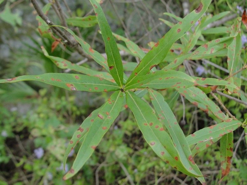 Mexican Buttonbush photo 6