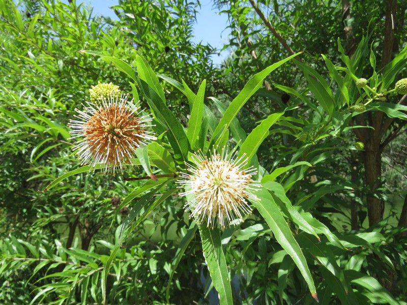 Mexican Buttonbush photo 7