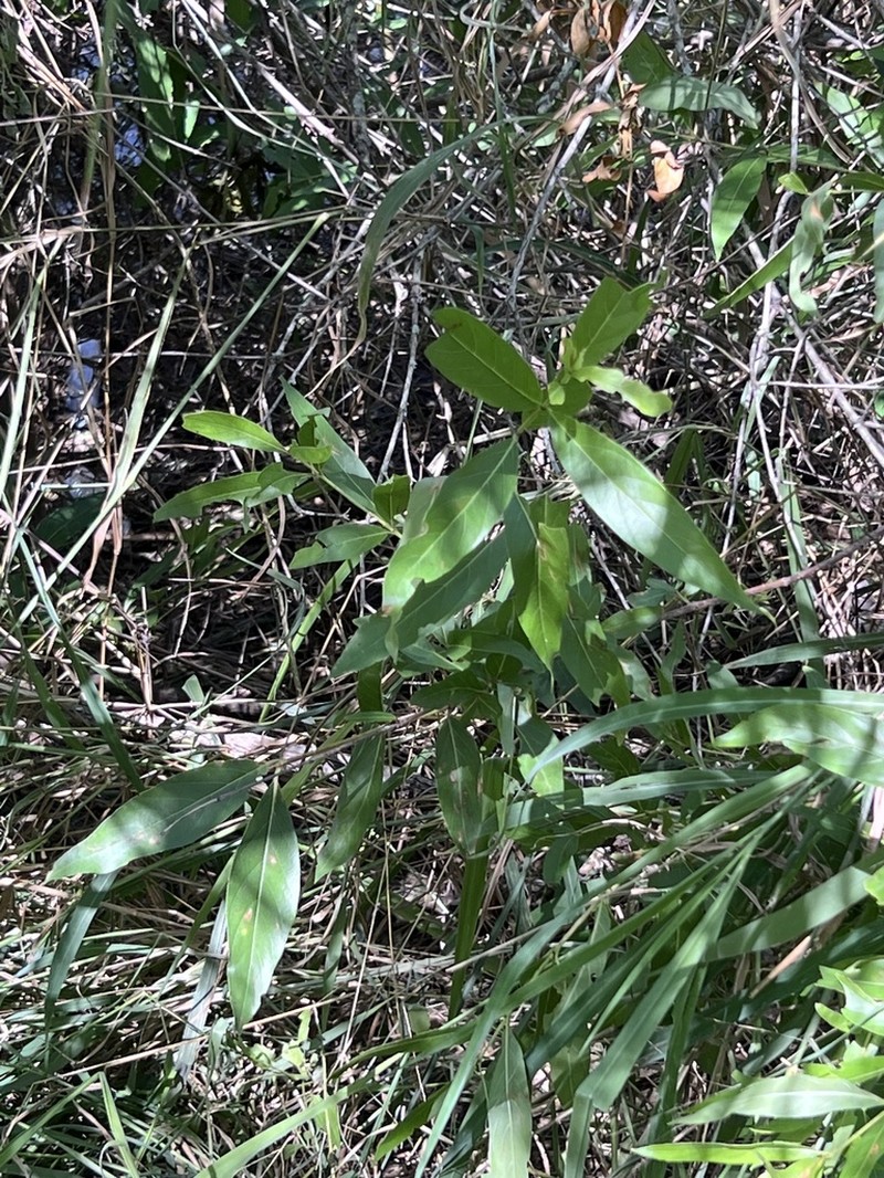Mexican Buttonbush photo 8