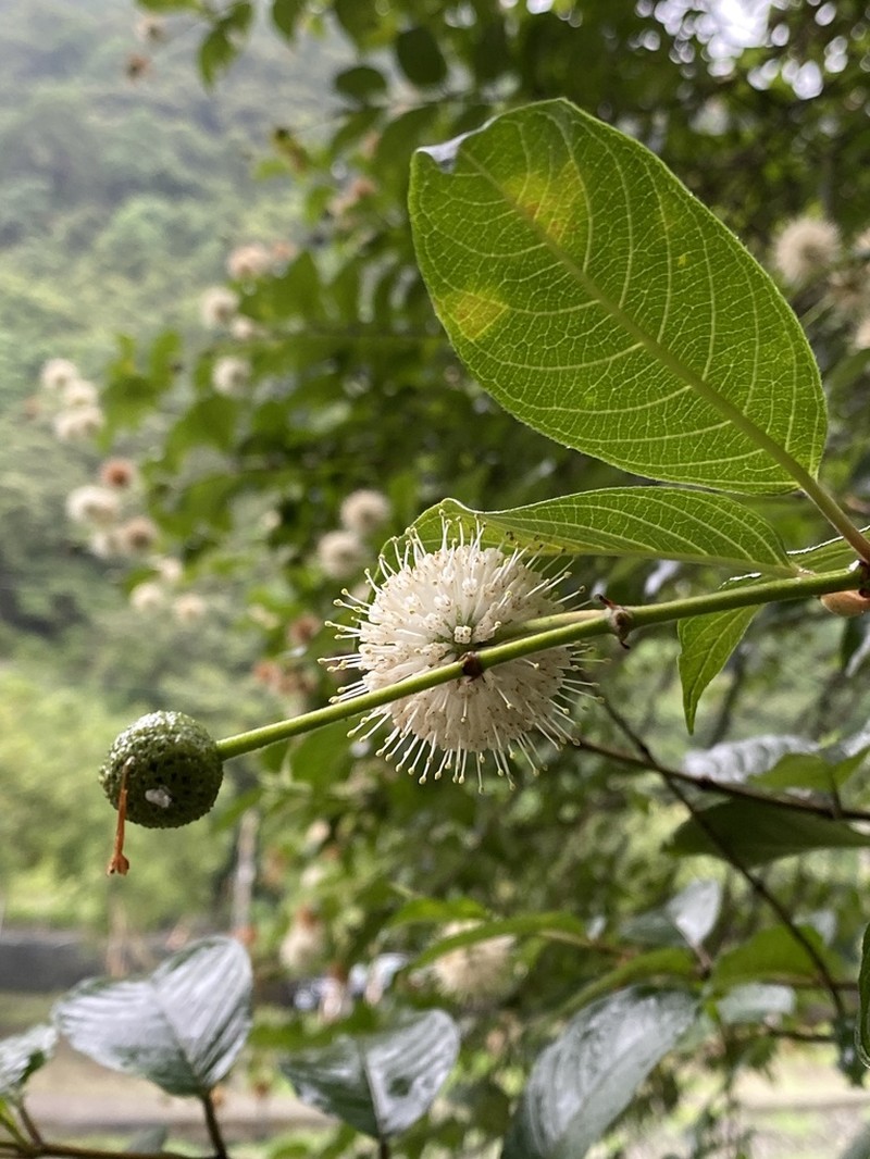 Cephalanthus tetrandrus