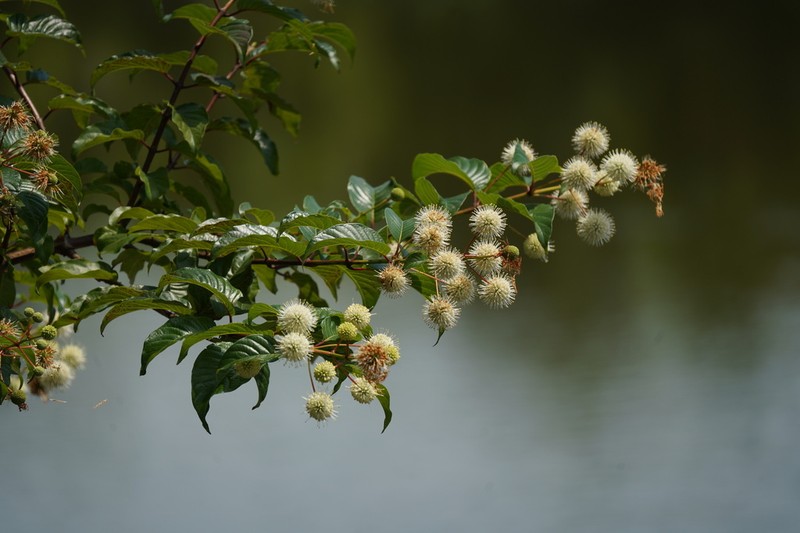 Cephalanthus tetrandrus photo 2