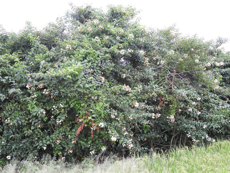 Cephalanthus tetrandrus photo 3