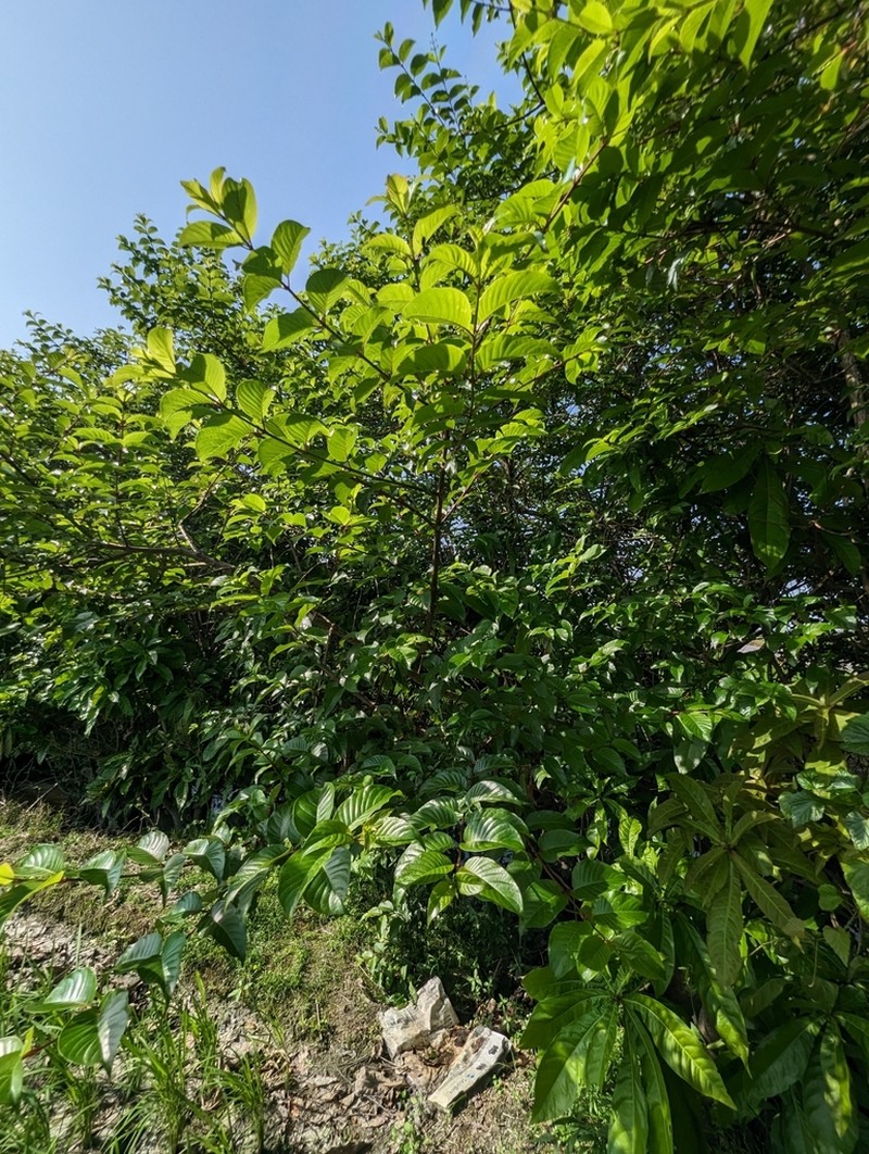 Cephalanthus tetrandrus photo 4