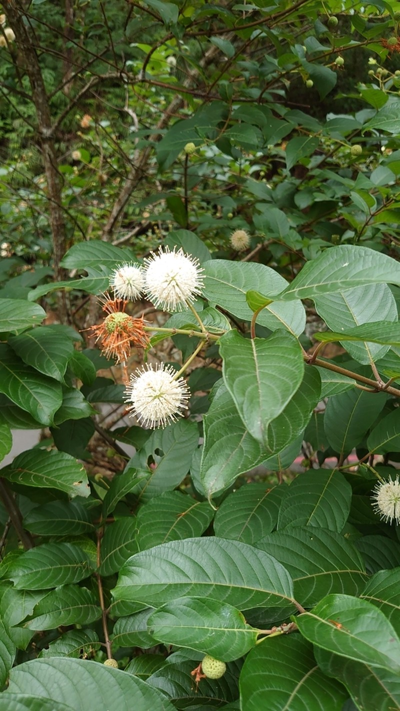 Cephalanthus tetrandrus photo 5