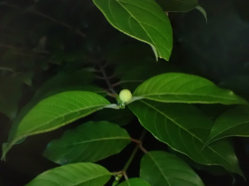 Cephalanthus tetrandrus photo 6