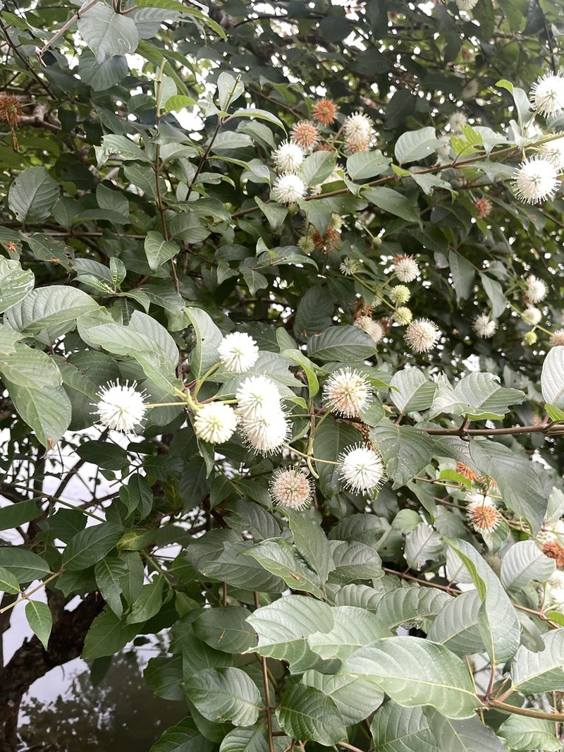 Cephalanthus tetrandrus photo 7