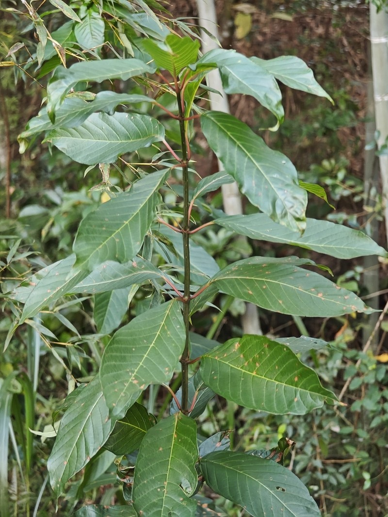 Cephalanthus tetrandrus photo 8