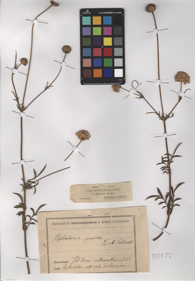 Cephalaria flava subsp. flava