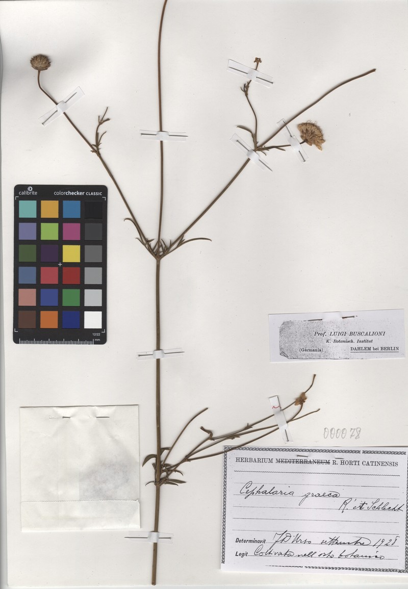 Cephalaria flava subsp. flava photo 2