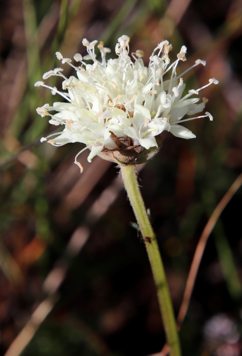 Cephalaria galpiniana subsp. galpiniana