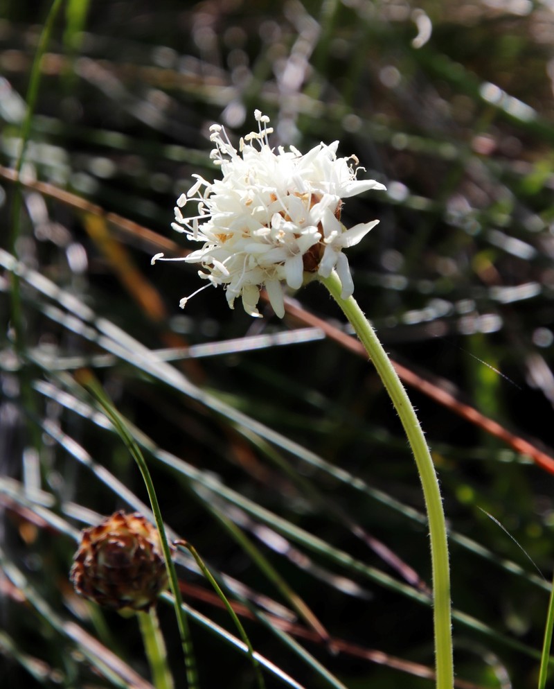Cephalaria galpiniana subsp. galpiniana photo 3