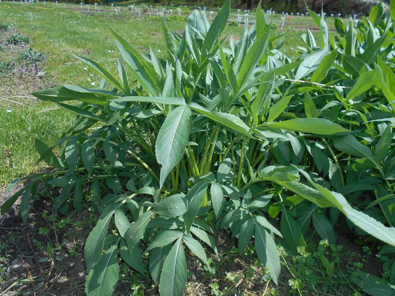 Tatarian Cephalaria photo 2