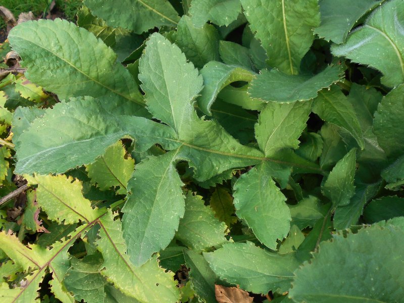 Tatarian Cephalaria photo 3