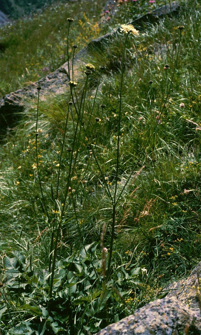 Tatarian Cephalaria photo 4
