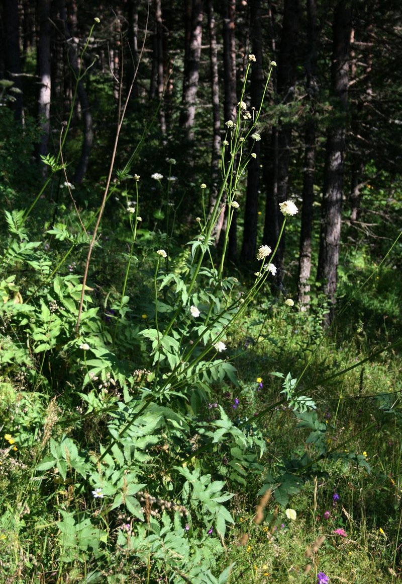 Tatarian Cephalaria photo 5