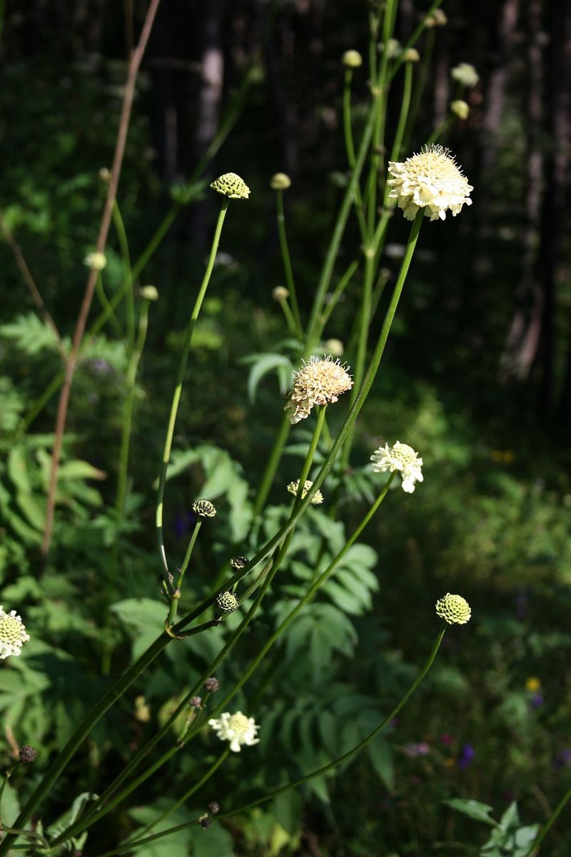 Tatarian Cephalaria photo 6
