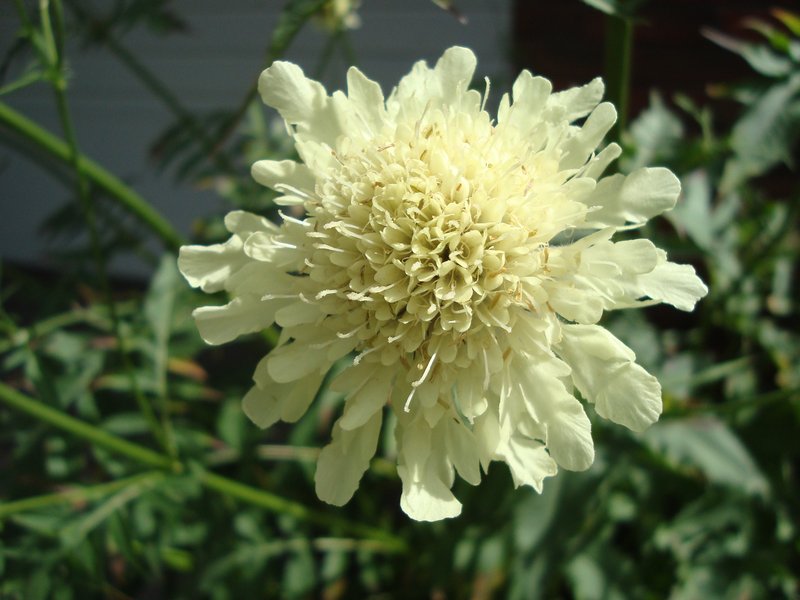Tatarian Cephalaria
