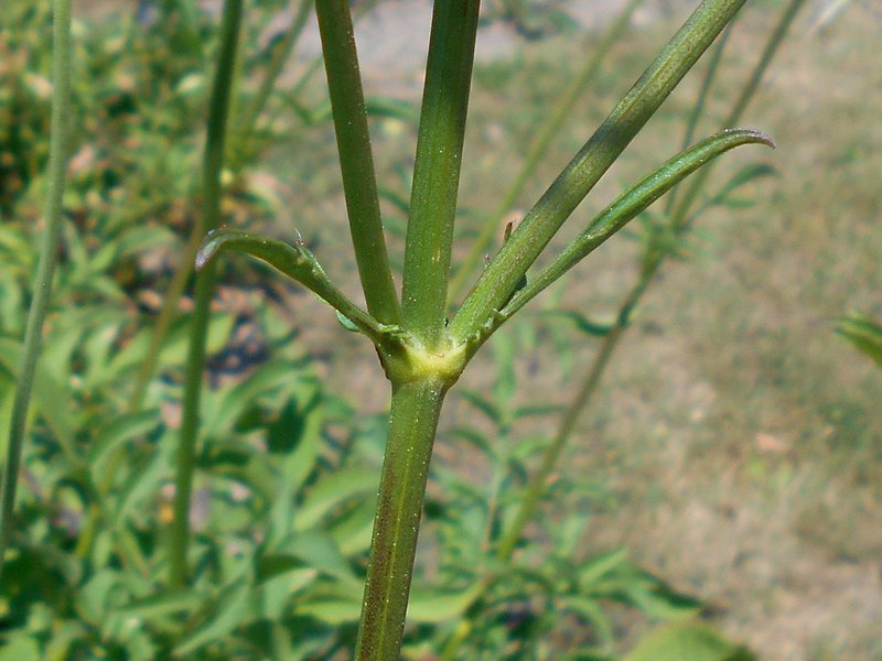 Tatarian Cephalaria photo 7