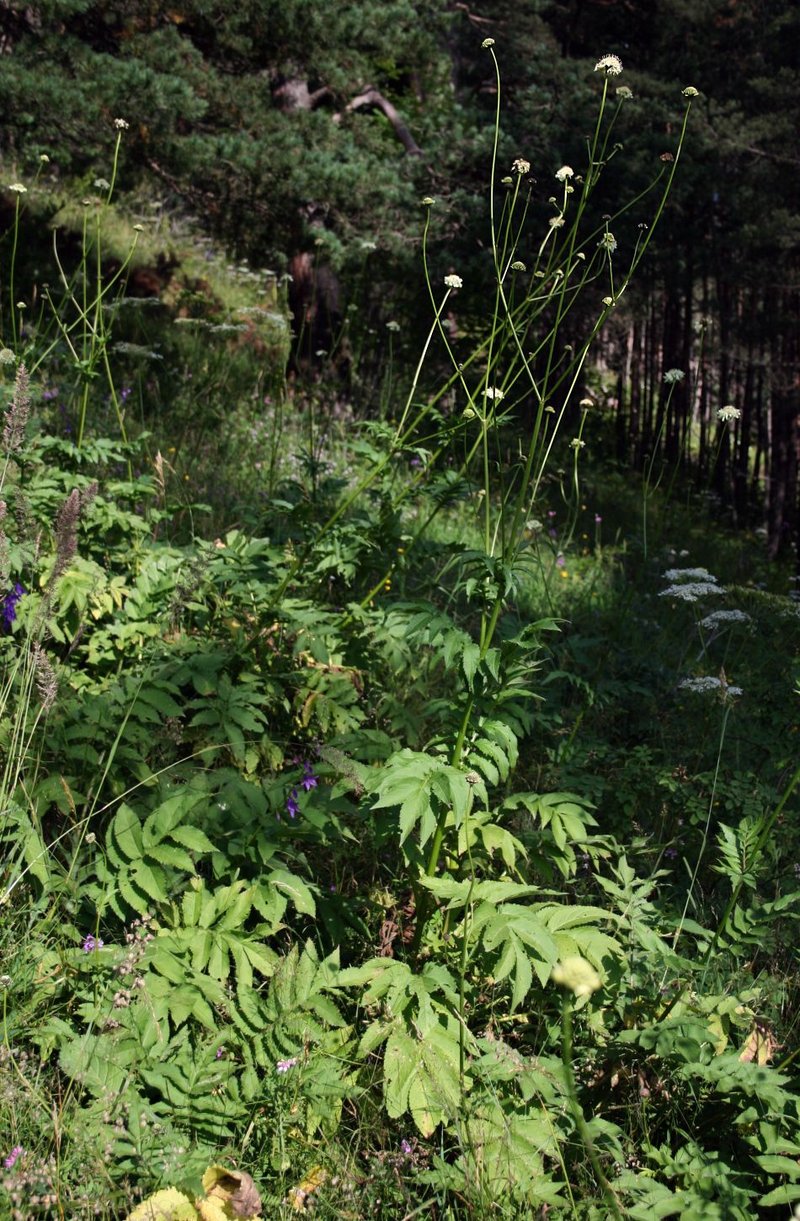 Tatarian Cephalaria photo 8