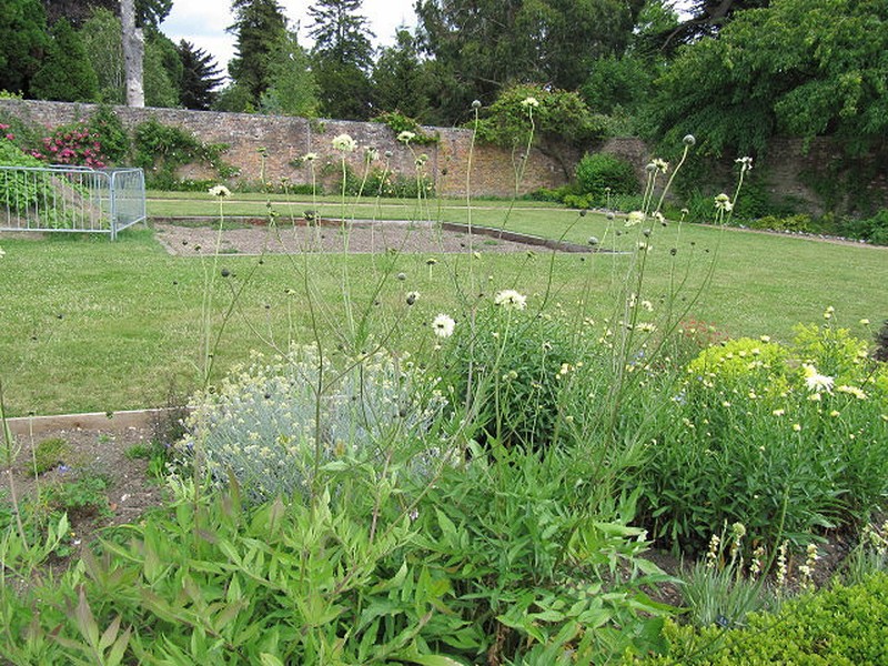 Syrian Cephalaria photo 3
