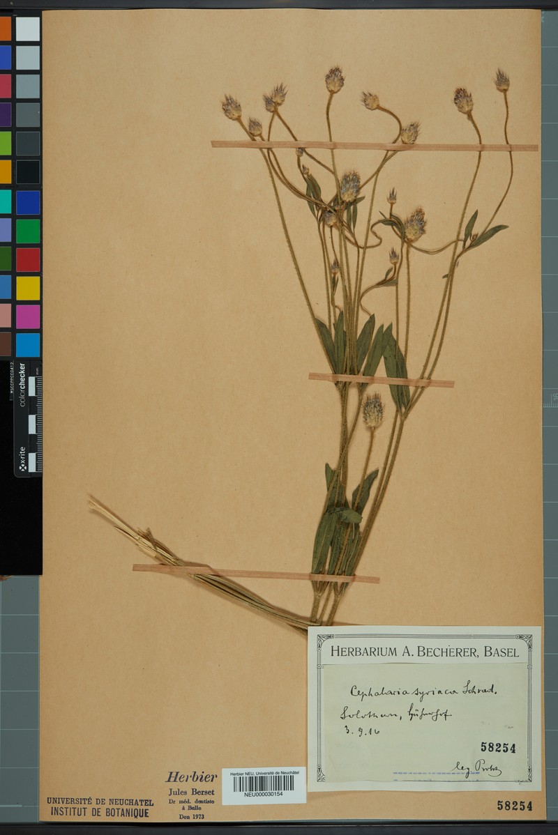 Syrian Cephalaria photo 2