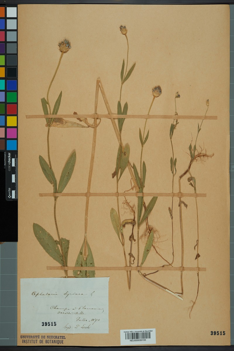 Syrian Cephalaria