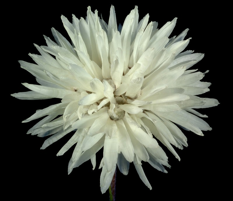 Cephalipterum drummondii