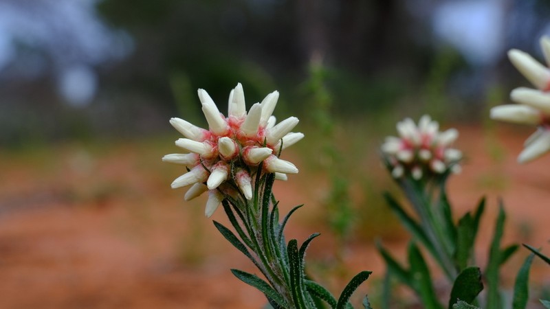 Cephalipterum drummondii photo 2