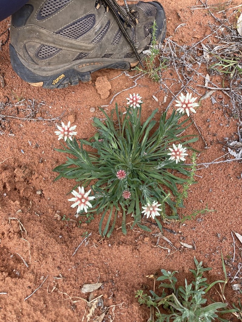 Cephalipterum drummondii photo 3