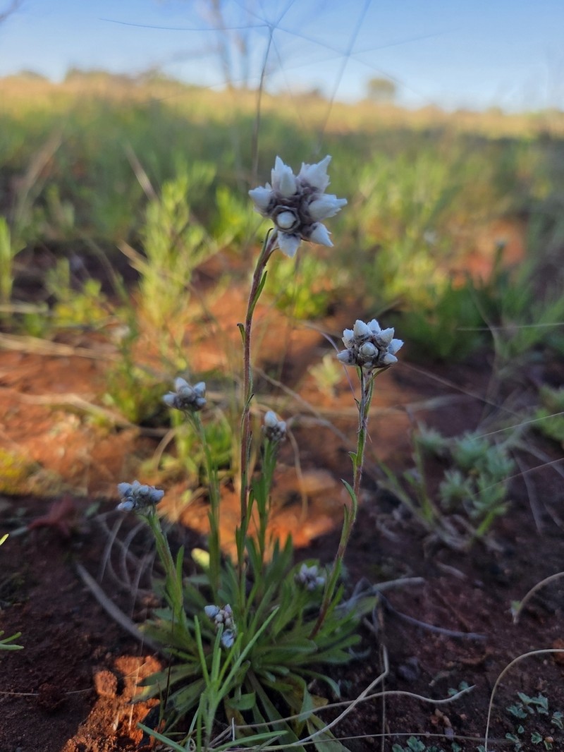 Cephalipterum drummondii photo 4