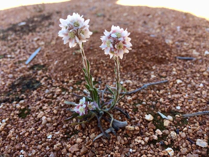 Cephalipterum drummondii photo 6