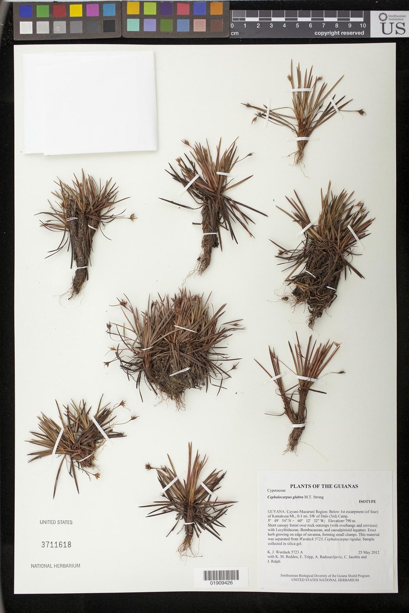 Cephalocarpus glabra