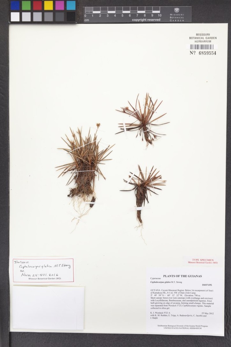 Cephalocarpus glabra photo 2