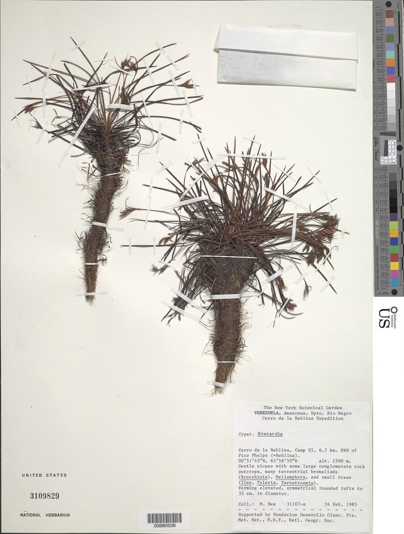 Cephalocarpus neblinensis