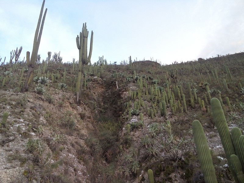 Cephalocereus parvispinus