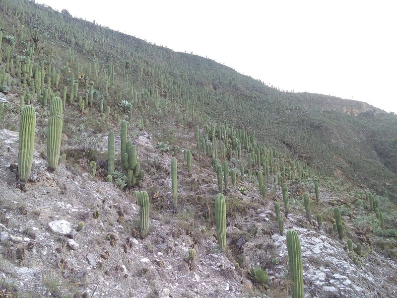 Cephalocereus parvispinus photo 2