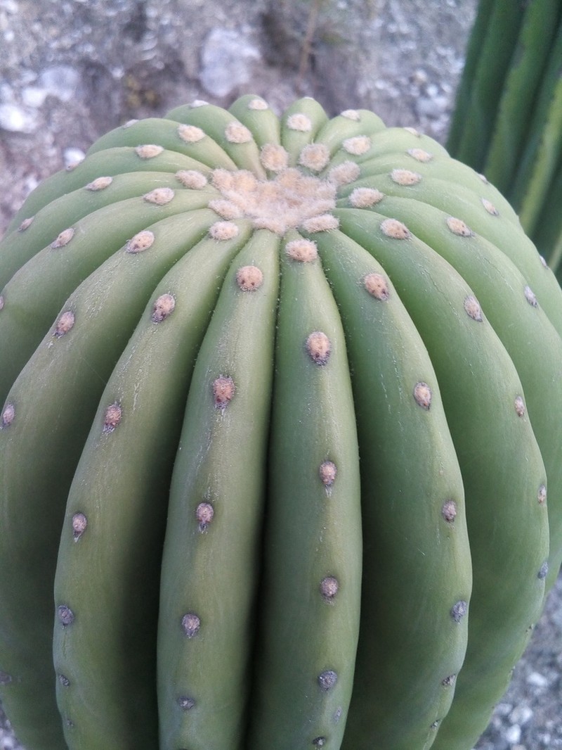 Cephalocereus parvispinus photo 3