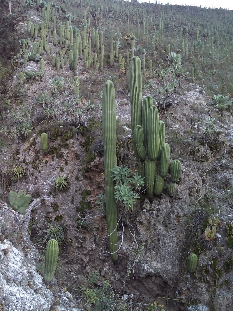 Cephalocereus parvispinus photo 4