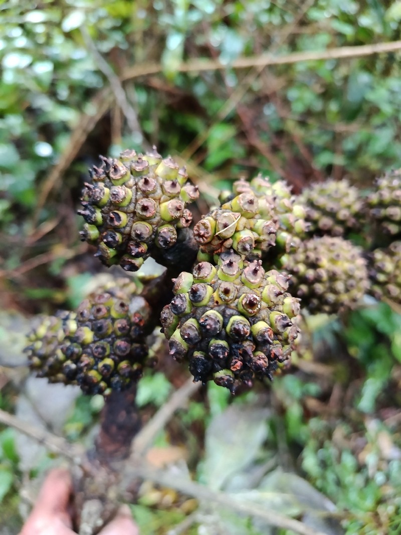 Cephalopanax pachycephalus photo 2