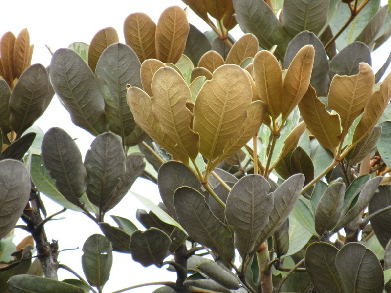 Cephalopanax pachycephalus photo 3