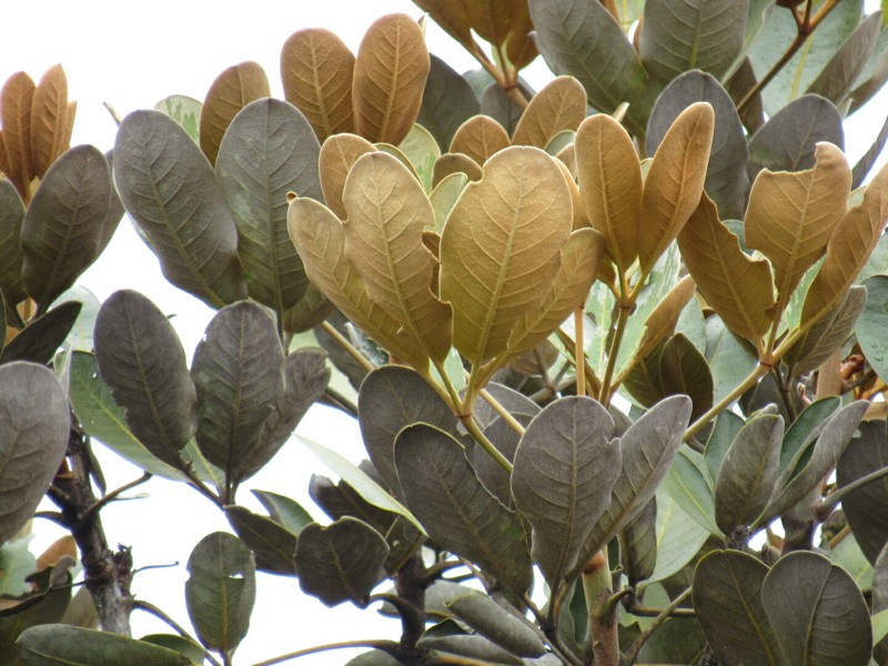 Cephalopanax pachycephalus photo 5