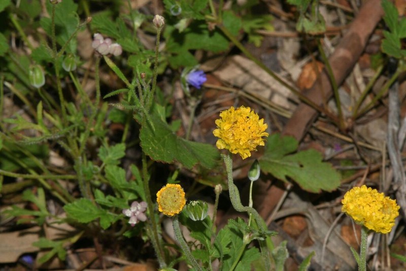 Cephalosorus carpesioides