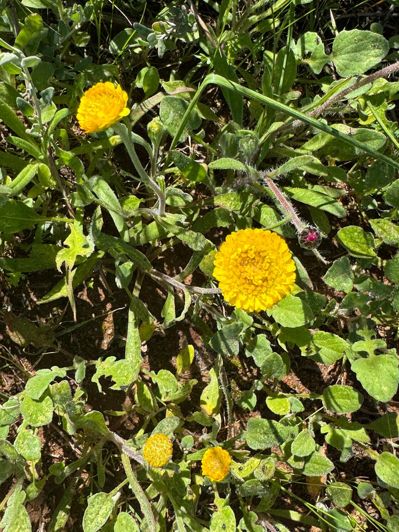 Cephalosorus carpesioides photo 2