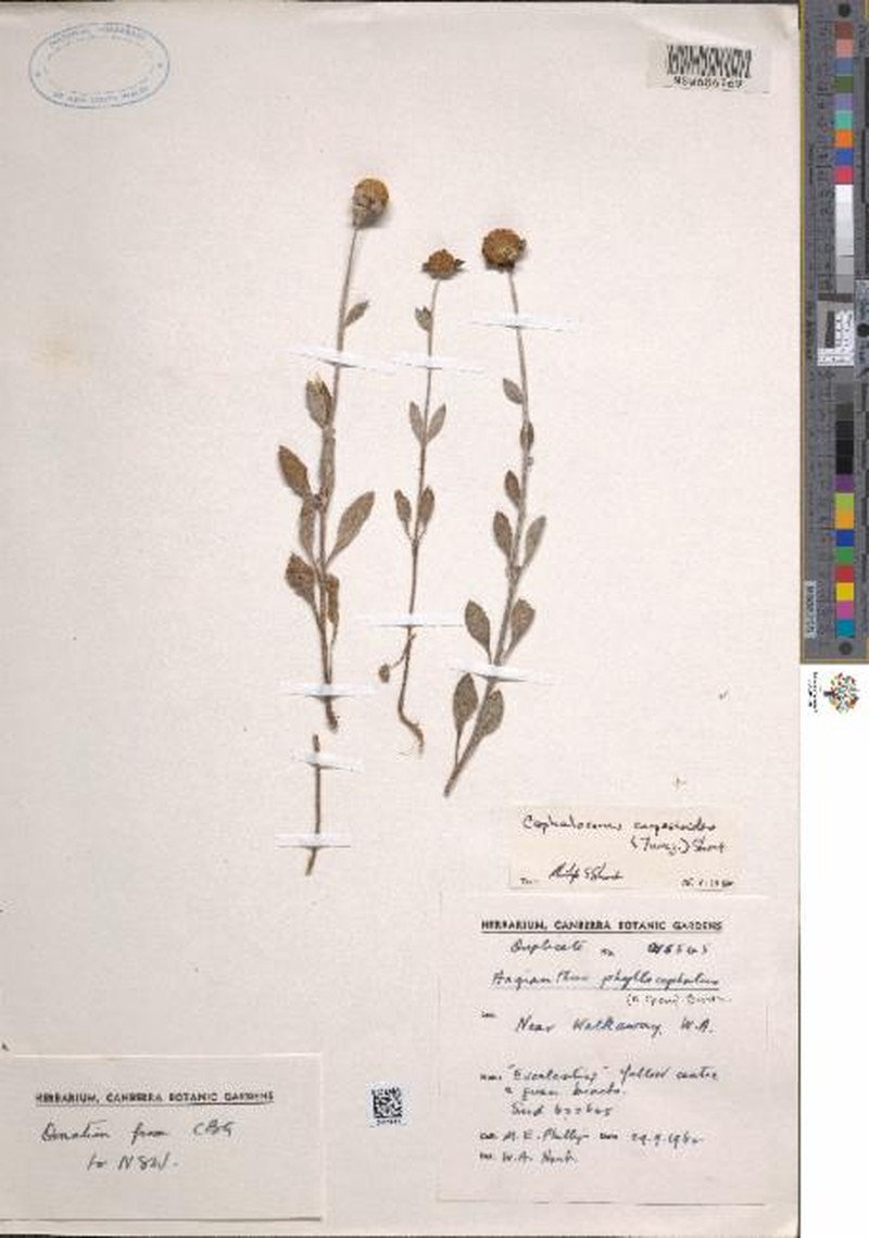Cephalosorus carpesioides photo 3