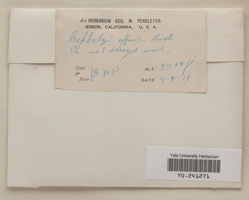 Cephalozia affinis photo 2